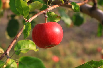 plants garden apples pears trees autumn