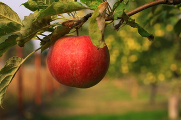 plants garden apples pears trees autumn