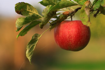 plants garden apples pears trees autumn