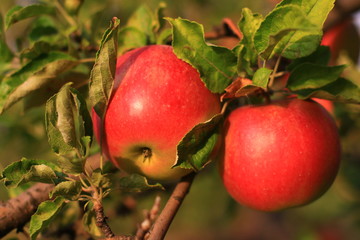 plants garden apples pears trees autumn