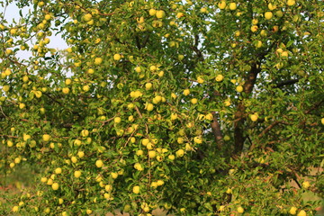 plants garden apples pears trees autumn