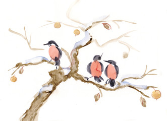 Bullfinches on branch