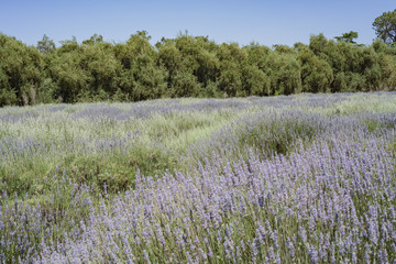 Obraz premium Lavender Festival at 123 Farm