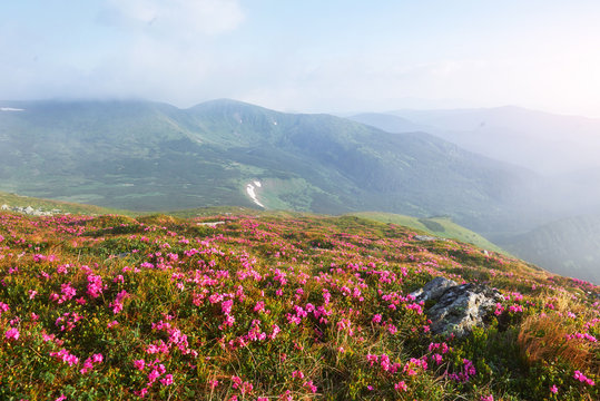 Rhododendrons bloom in a beautiful location in the mountains. Flowers in the mountains. Blooming rhododendrons in the mountains on a sunny summer day. Dramatic unusual scene. Carpathian, Ukraine