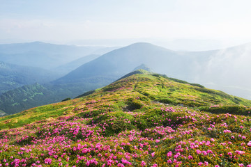 Naklejka na ściany i meble Rhododendrons bloom in a beautiful location in the mountains. Flowers in the mountains. Blooming rhododendrons in the mountains on a sunny summer day. Dramatic unusual scene. Carpathian, Ukraine