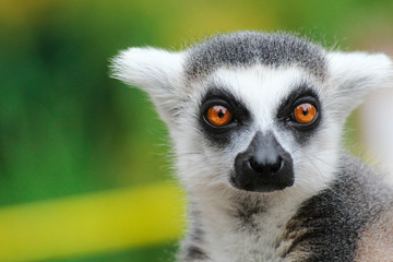 Portrait lemur - monkey from madagaskar - obrazy, fototapety, plakaty