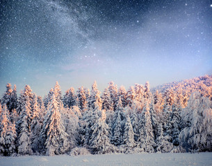 Fototapeta na wymiar Dairy Star Trek in the winter woods. Dramatic and picturesque scene. In anticipation of the holiday.