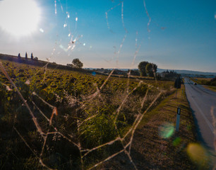 Spider's sun. Marche, North of Italy