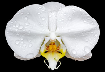 Fototapeta na wymiar fleur blanche d'orchidée, fond noir 