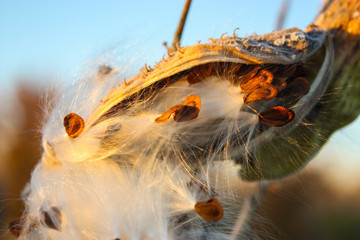 Milkweed pods and seeds