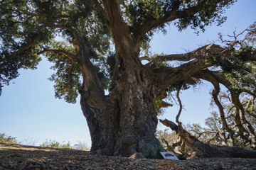 Fototapeta na wymiar Thousand years old Oak Tree of Lavender Festival of 123 Farm
