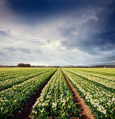 Fototapeta na wymiar Sunset over fields of daffodils.