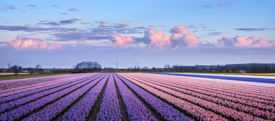 Sunset over fields of daffodils.