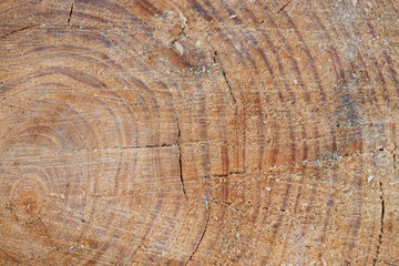 Naklejka premium texture of tree stump nature backgroud