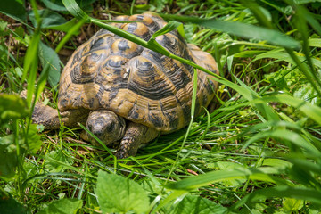 turtle walking on grass. Geochelone sulcata
