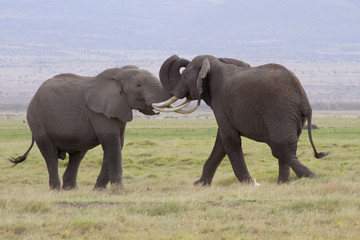 Afrikanische Elefanten (Loxodonta africana), Amboseli Nationalpark, Kenia, Ostafrika