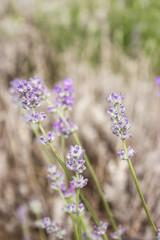 Little Flowers in the Field