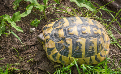 turtle walking on grass. Geochelone sulcata