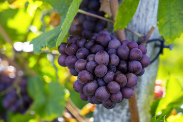 Trauben rot Ruländer Grauer Burgunder