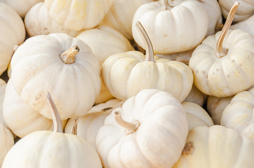 Baselland, Kürbis, Baby Boo, Kürbisernte, Herbst, Herbstfest, Herbstgemüse, Kürbisse,...