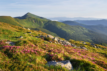 Rhododendrons bloom in a beautiful location in the mountains. Flowers in the mountains. Blooming rhododendrons in the mountains on a sunny summer day. Dramatic unusual scene. Carpathian, Ukraine