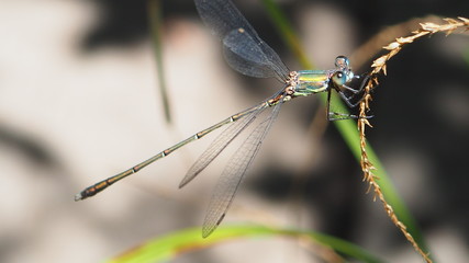 libélula