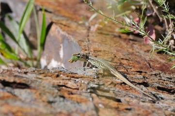 Lizard hunting