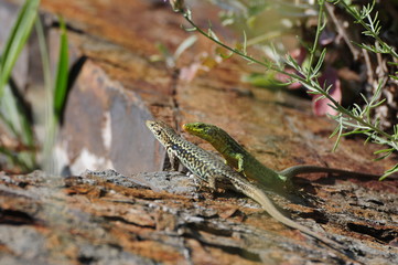 Lizard hunting
