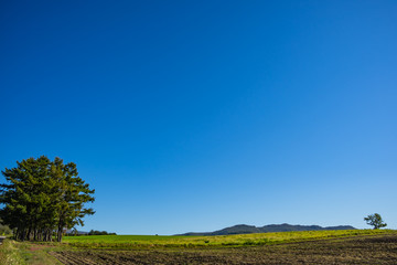 北海道　秋の田園風景と青空