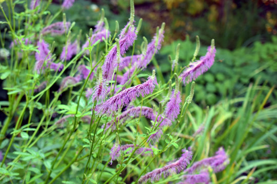 Pink lavender flowers of Sanguisorba hakusanensis, also called Korean mountain burnet or lilac squirrel.