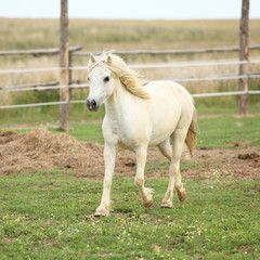 Obraz na płótnie Canvas White pony on pasturage