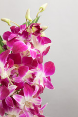 Fototapeta na wymiar Thailand Orchid.