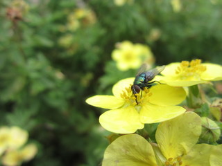 Fly on a flower. Fly drinking nectar
