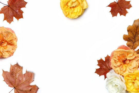 Autumn floral frame made of colorful maple and oak leaves and fading apricot and yellow roses isolated on white background. Fall and Thanksgiving concept. Styled stock flat lay photography. Top view.