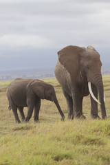 Fototapeta na wymiar Afrikanische Elefanten (Loxodonta africana), Amboseli, Nationalpark, Kenia, Ostafrika