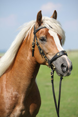 Obraz premium Potrait of beautiful haflinger stallion