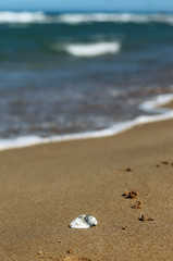 Fototapeta na wymiar Conch in the seashore