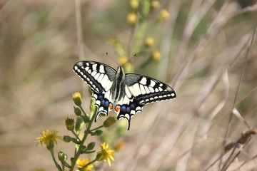 Macaone butterfly (Papilio Machaon). Liguria, Italy