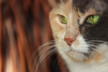 portrait of a three colored cat