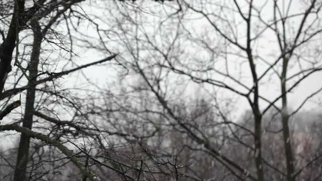 Snowfall - Falling snow and bare twigs