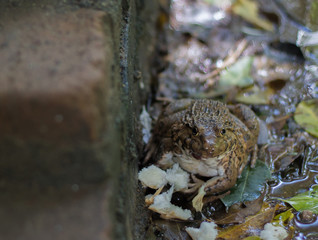 Common water frog or green frog