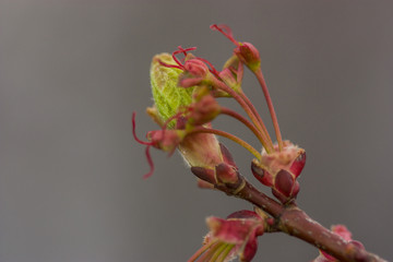 Leaf Buds