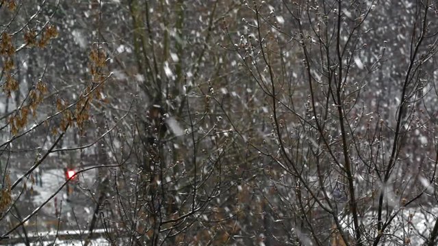 Spring Snowfall - Falling snow and bare twigs