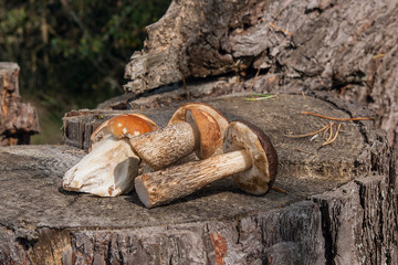 Group of brown cap boletus mushroom (Boletus badius) and porcini mushrooms (Boletus edulis or king bolete) on natural wooden background..