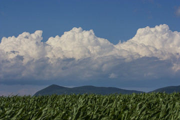 corn field, mountains and blue cloudy sky