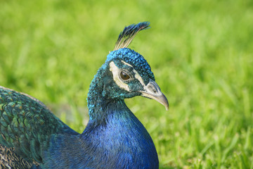 Obraz premium Sleepy peacock sitting on ground