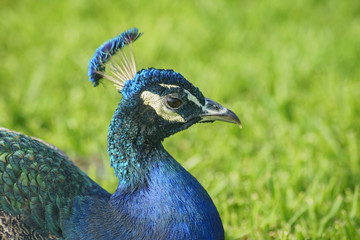 Naklejka premium Sleepy peacock sitting on ground