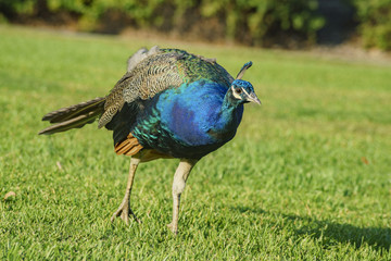 Beautiful peacock walking around