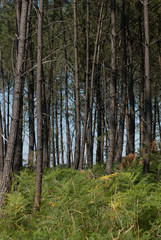 Fototapeta premium Forêt landaise, Nouvelle-Aquitaine, Landes, France