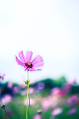 The beauty of Cosmos Flower Field